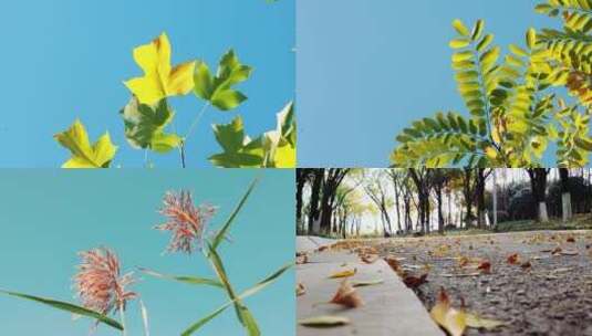 秋景树叶高清在线视频素材下载
