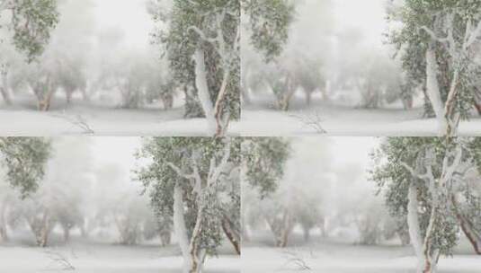 树林森林下雪空镜高清在线视频素材下载