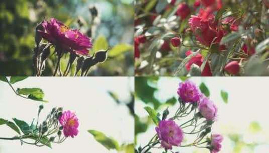鲜花月季玫瑰高清在线视频素材下载