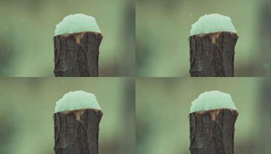 下雪雪花树桩慢镜头4K实拍空镜高清在线视频素材下载