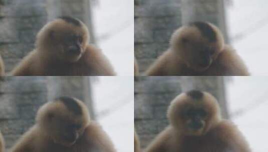 北白颊长臂猿高清在线视频素材下载