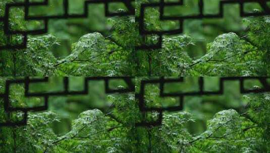杭州虎跑下雨天亭子边的绿色枫树叶微吹动高清在线视频素材下载