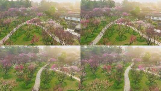 武汉东湖梅园春季梅花盛开高清在线视频素材下载