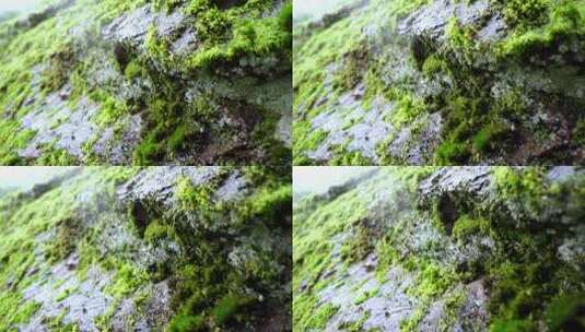 苔藓-青苔-绿色植物高清在线视频素材下载