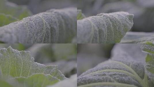 菜叶上的霜雪冰晶高清在线视频素材下载