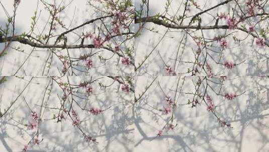 春天桃花桃树白墙光影婆娑空镜高清在线视频素材下载