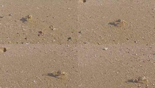 螃蟹爬过海滩高清在线视频素材下载