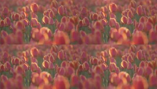 济南泉城广场郁金香花开正旺，红黄相间高清在线视频素材下载