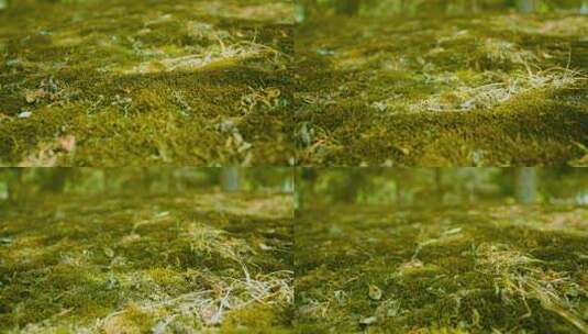 地面上的苔藓高清在线视频素材下载
