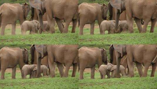 两只小非洲象互相推来推去高清在线视频素材下载