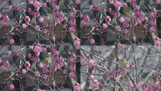 4K春天花丛中觅食的小鸟高清在线视频素材下载