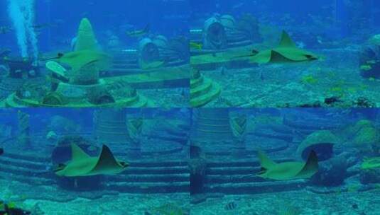 海洋馆水族馆海底世界魔鬼鱼鳐鱼高清在线视频素材下载