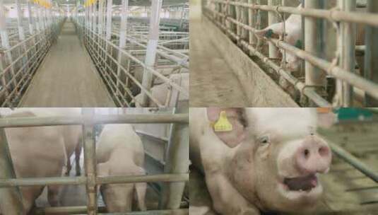 养猪场 生猪养殖高清在线视频素材下载