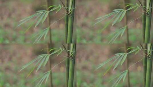 竹林竹子竹园，风中摇曳的竹叶高清在线视频素材下载