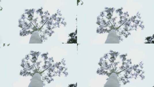 两拍自然生长的树木树枝高清在线视频素材下载