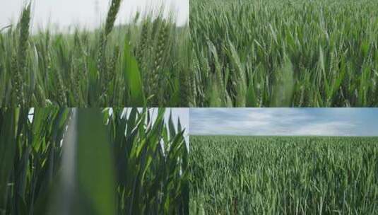 超长麦苗到麦穗小麦掉落高清在线视频素材下载