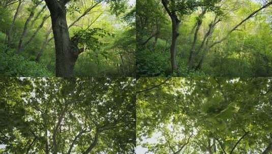 山间森林树木逆光星芒实拍空镜高清在线视频素材下载