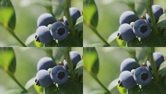 蓝莓树特写蓝莓高清在线视频素材下载
