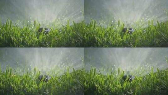 花园里的新鲜水草高清在线视频素材下载