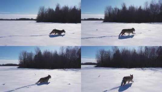 郊狼在雪地奔跑高清在线视频素材下载