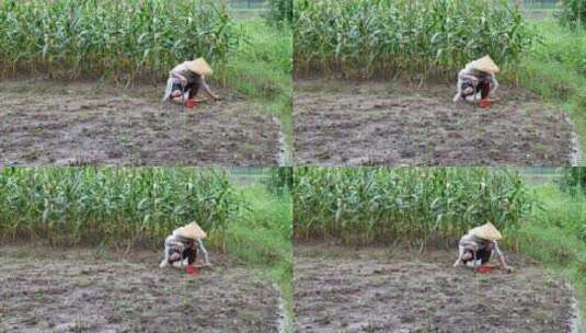 农民披着雨衣在地里挖地 种植 除草高清在线视频素材下载