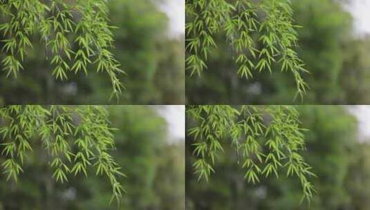 竹林竹海竹子竹叶绿色自然唯美意境空镜高清在线视频素材下载