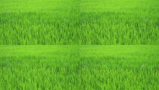 风雨中绿色水稻浪高清在线视频素材下载