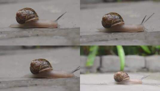 蜗牛小蜗牛蜗牛爬行动物动物世界高清在线视频素材下载