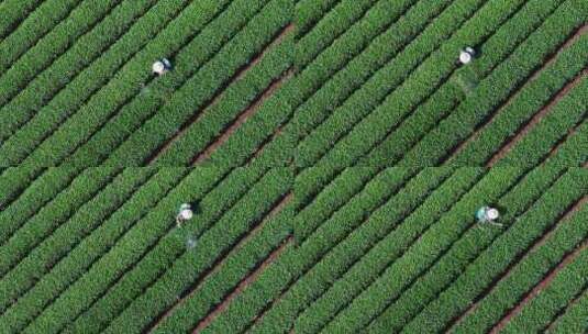 航拍农民茶园茶树打药喷药高清在线视频素材下载