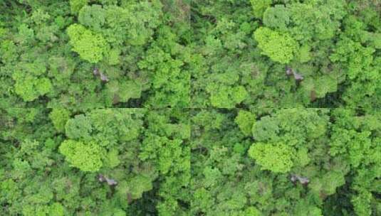 俯拍航拍西双版纳雨林风景高清在线视频素材下载