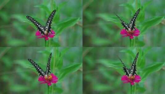 花丛蝴蝶特写高清在线视频素材下载