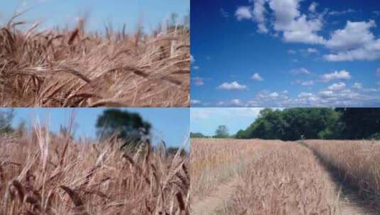 小麦种植金色麦田种植农业风光高清在线视频素材下载