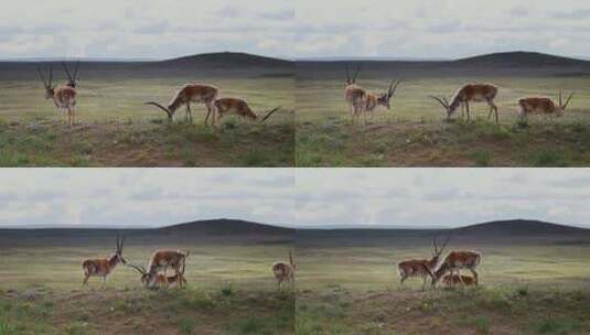 青海可可西里藏羚羊野生动物实拍航拍视频高清在线视频素材下载