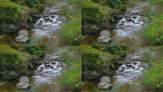 山中森林里清澈流淌的小溪高清在线视频素材下载