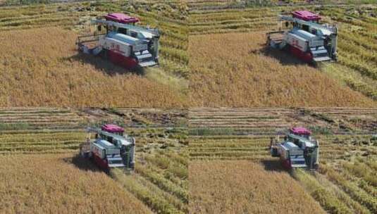 收割机收割水稻航拍高清在线视频素材下载
