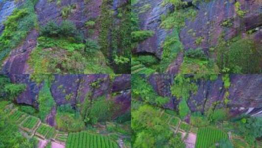 航拍武夷山大红袍母树三坑两涧岩茶茶园茶山高清在线视频素材下载
