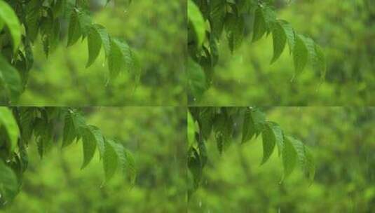 大雨特写、雨水打在树枝上高清在线视频素材下载