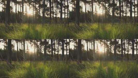 清晨阳光透过树木照射在草丛高清在线视频素材下载