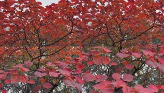 北京香山红叶特写镜头高清在线视频素材下载