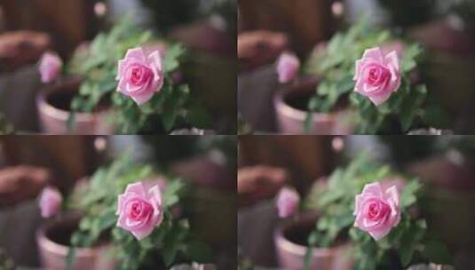 粉玫瑰水珠高清在线视频素材下载