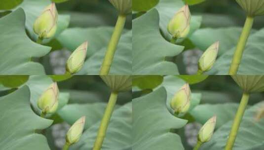 两朵荷花蕾含苞待放花骨朵荷叶高清在线视频素材下载