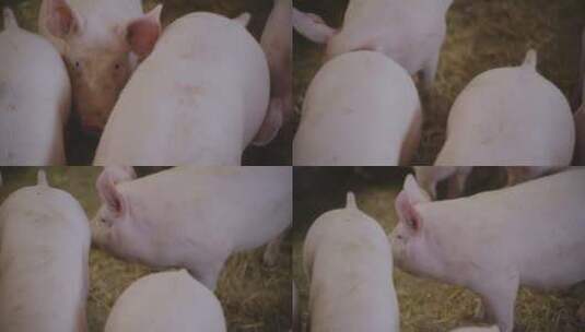 生猪养殖场高清在线视频素材下载