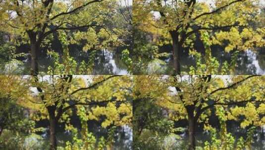 河边的树木叶子闪闪发亮高清在线视频素材下载