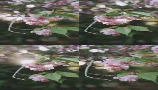 阳光下盛开的樱花高清在线视频素材下载