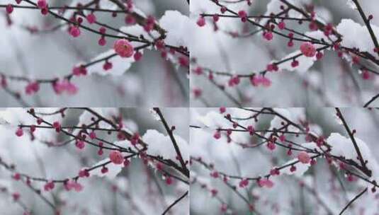 冬季下雪红梅花盛开红梅傲雪高清在线视频素材下载