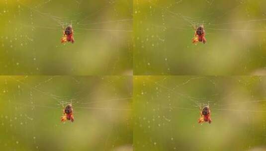 蜘蛛网上的雨滴高清在线视频素材下载