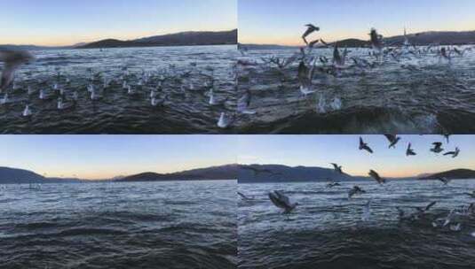 黄昏下的海鸥在云南洱海湖面飞行高清在线视频素材下载