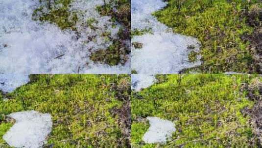 冰雪融化露出苔藓延时高清在线视频素材下载