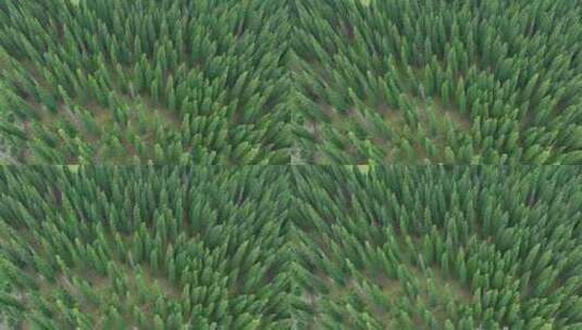 俯拍森林树木高清在线视频素材下载