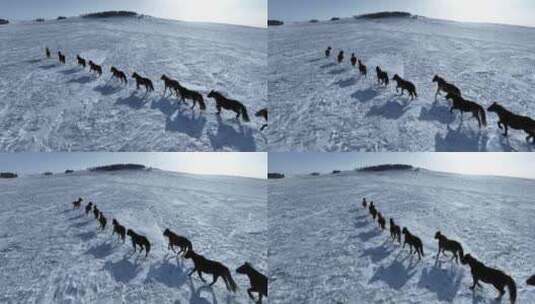 雪原牧场上的蒙古马高清在线视频素材下载